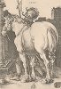 Большая лошадь. Гравюра Альбрехта Дюрера, выполненная в 1505 году (Репринт 1928 года. Лейпциг)