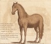 Места на теле лошади, которые необходимо регулярно осматривать на наличие поражений и заболеваний. Часть 1. Лондон, 1758