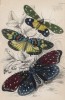Мотыльки этерузия, эрасмия и амезия (1. Eterusia tricolor 2. Erasmia pulchella 3. Amesia sanguiflua (лат.)) (лист 3 XXXVII тома "Библиотеки натуралиста" Вильяма Жардина, изданного в Эдинбурге в 1843 году)