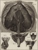 Анатомия. Строение диафрагмы и гортани по Галлеру, Эусташи. (Ивердонская энциклопедия. Том I. Швейцария, 1775 год)