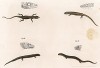 Мелкие ящерицы, обитающие в Азии (из Naturgeschichte der Amphibien in ihren Sämmtlichen hauptformen. Вена. 1864 год)
