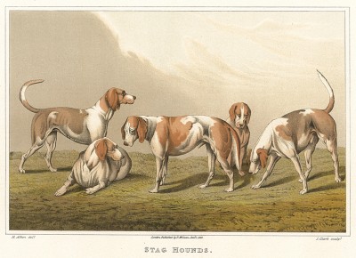 Стагхаунды (дирхаунды). Эти собаки использовались в Великобритании преимущественно для безоружейной охоты на оленя. The National Sports of Great Britain by Henry Alken. Лондон, 1903