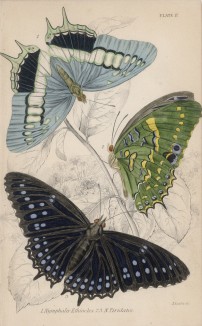 Бабочки 1. Nymphalis Etiocles 2,3. Nymphalis Tiridates (лат.)) (лист 17 XXXVI тома "Библиотеки натуралиста" Вильяма Жардина, изданного в Эдинбурге в 1837 году)
