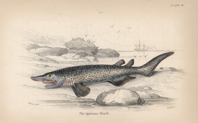 Ежевичная акула (Echinorhinus spinosus (лат.)) (лист 28 XXXIII тома "Библиотеки натуралиста" Вильяма Жардина, изданного в Эдинбурге в 1843 году)