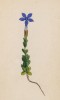 Горечавка баварская (Gentiana bavarica (лат.)) (лист 286 известной работы Йозефа Карла Вебера "Растения Альп", изданной в Мюнхене в 1872 году)
