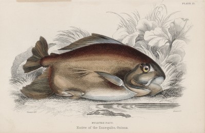 Рыба паку - она (Myletes pacu (лат.)) (лист 21 XXXIX тома "Библиотеки натуралиста" Вильяма Жардина, изданного в Эдинбурге в 1860 году)
