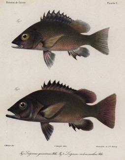 Гвинейский луциан (Lutjanus guineensis (1)) и розовый луциан (Lutjanus endecacanthus (2)) (лат.) (лист X великолепной работы Memoire sur les poissons de la côte de Guinée, изданной в Голландии в 1863 году)