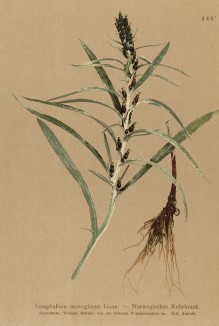 Сухоцветка норвежская (Gnaphalium norvegicum (лат.)) (из Atlas der Alpenflora. Дрезден. 1897 год. Том V. Лист 446)