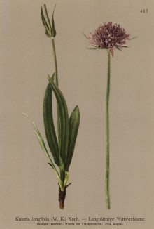 Скабиоза длинноцветковая (Knautia longifolia (лат.)) (из Atlas der Alpenflora. Дрезден. 1897 год. Том V. Лист 417)