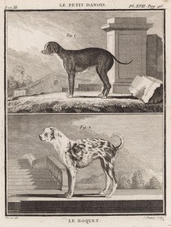 Малый датский дог (вверху) и его помесь с другой породой дога (le roquet (фр.)) (второе значение -- шавка) (лист XVII иллюстраций ко второму тому знаменитой "Естественной истории" графа де Бюффона, изданному в Париже в 1749 году)