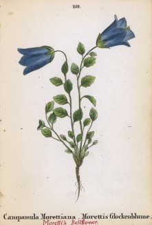 Колокольчик Моретти (Campanula Morettiana (лат.)) (лист 259 известной работы Йозефа Карла Вебера "Растения Альп", изданной в Мюнхене в 1872 году)