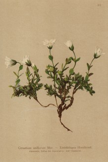 Ясколка даурская (Cerastium uniflorum (лат.)) (из Atlas der Alpenflora. Дрезден. 1897 год. Том I. Лист 99)