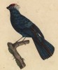 Снегирь лазурный (лист из альбома литографий "Галерея птиц... королевского сада", изданного в Париже в 1822 году)