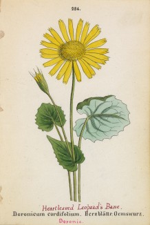 Дороникум сердцевидный (Doronicum cordifolium (лат.)) (лист 224 известной работы Йозефа Карла Вебера "Растения Альп", изданной в Мюнхене в 1872 году)