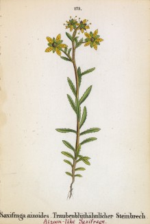 Камнеломка жестколистная (Saxifraga aizoides (лат.)) (лист 173 известной работы Йозефа Карла Вебера "Растения Альп", изданной в Мюнхене в 1872 году)