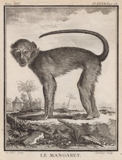 Мангобей, или черномазая обезьяна (название научное) (лист XXXII иллюстраций к четырнадцатому тому знаменитой "Естественной истории" графа де Бюффона, изданному в Париже в 1766 году)