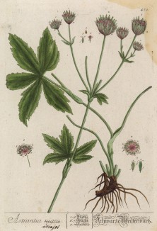 Астранция большая (Astrantia major) — эффектное многолетнее травянистое растение, относящееся к семейству зонтичные Apiaceae (Umbelliferae) (лист 470 "Гербария" Элизабет Блеквелл, изданного в Нюрнберге в 1760 году)