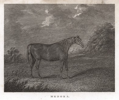 Чистокровная верховая лошадь Медора - победитель скачек, проводимых в Эпсоме для трёхлетних кобыл. Английская гравюра, изданная в 1827 г.