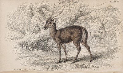 Индокитайский (каламиановый) олень (Axis porcinus (лат.)) (лист 14 тома XI "Библиотеки натуралиста" Вильяма Жардина, изданного в Эдинбурге в 1843 году)
