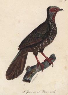 Зелёный фазан (лист из альбома литографий "Галерея птиц... королевского сада", изданного в Париже в 1825 году)