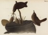 Гнездо крапивника домового (Troglodytes aedon) (лист 45 известной работы Бенджамина Уоррена "Птицы Пенсильвании", иллюстрированной по мотивам оригиналов Джона Одюбона. США. 1890 год)