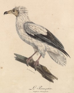 Стервятник (Neophron percnopterus (лат.)) (лист из альбома литографий "Галерея птиц... королевского сада", изданного в Париже в 1822 году)