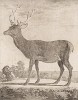 Корсиканский олень (лист XXIX иллюстраций ко второму тому знаменитой "Естественной истории" графа де Бюффона, изданному в Париже в 1749 году)