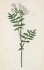 Астрагал австралийский (Phaca australis (лат.)) (лист 115 известной работы Йозефа Карла Вебера "Растения Альп", изданной в Мюнхене в 1872 году)