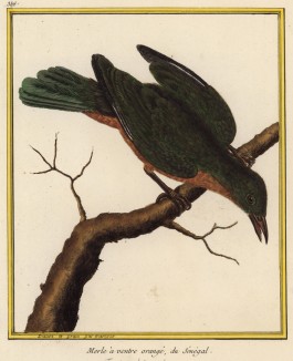 Дрозд из Сенегала (из Table des Planches Enluminées d'Histoire Naturelle de M. D'Aubenton (фр.). Утрехт. 1783 год (лист 358))