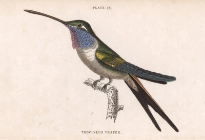 Единственная в мире птица, способная летать назад. Колибри Trochillus Vesper (лат.) (лист 24 тома XVII "Библиотеки натуралиста" Вильяма Жардина, изданного в Эдинбурге в 1833 году)
