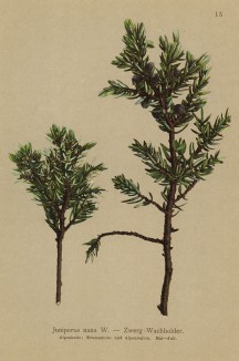 Можжевельник лежачий (Juniperus nana W. (лат.)) с полезными шишкоягодами (из Atlas der Alpenflora. Дрезден. 1897 год. Том I. Лист 15)