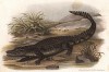 Гавиал (индиийский крокодил Rhamphostoma Schlegelii (лат.)), проживающий на берегах Ганга и Брахмапутры (из Naturgeschichte der Amphibien in ihren Sämmtlichen hauptformen. Вена. 1864 год)