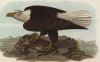Орлан белоголовый (Haliaeetus leucocephalus) (лист 84 известной работы Бенджамина Уоррена "Птицы Пенсильвании", иллюстрированной по мотивам оригиналов Джона Одюбона. США. 1890 год)