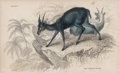 Антилопа Nemrohedus Sumatransesis (лат.), обитающая на Суматре (лист 2 тома X "Библиотеки натуралиста" Вильяма Жардина, изданного в Эдинбурге в 1843 году)