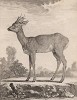 Косуля (лист XXXIII иллюстраций ко второму тому знаменитой "Естественной истории" графа де Бюффона, изданному в Париже в 1749 году)