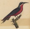 Осоед двухцветный (лист из альбома литографий "Галерея птиц... королевского сада", изданного в Париже в 1825 году)