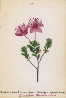Рододендрон карликовый (Rhododendron Chamaecistus (лат.)) (лист 270 известной работы Йозефа Карла Вебера "Растения Альп", изданной в Мюнхене в 1872 году)