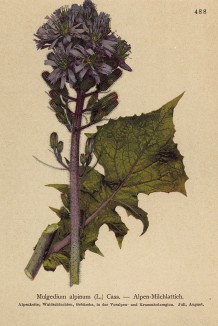 Цицербита альпийская (Mulgedium alpinum (лат.)) (из Atlas der Alpenflora. Дрезден. 1897 год. Том V. Лист 488)