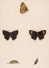 Бабочка зефир берёзовый, или хвостатка березовая (лат. Papilio betulae), её гусеница и куколка. History of British Butterflies Френсиса Морриса. Лондон, 1870, л.41