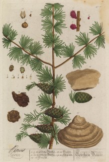 Лиственница (лат. Larix) — род древесных растений семейства сосновых, одна из наиболее распространённых пород хвойных деревьев (лист 477 "Гербария" Элизабет Блеквелл, изданного в Нюрнберге в 1760 году)