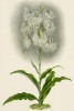Орхидея HABENARIA MEDUSA (лат.) (лист DCCLXXXIII Lindenia Iconographie des Orchidées - обширнейшей в истории иконографии орхидей. Брюссель, 1902)