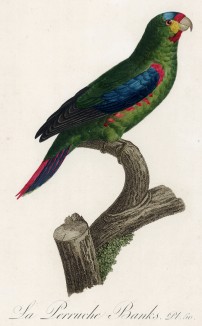 Попугайчик Бэнкса (лист 50 иллюстраций к первому тому Histoire naturelle des perroquets Франсуа Левальяна. Изображения попугаев из этой работы считаются одними из красивейших в истории. Париж. 1801 год)