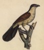 Кукушка сенегальская (Coridonix senegalensis (лат.)) (лист из альбома литографий "Галерея птиц... королевского сада", изданного в Париже в 1822 году)