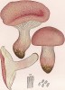 Гигрофорус сыроежковый, или вишняк, Tricholoma russula Schaeff. (лат.). Малоизвестный съедобный гриб. Дж.Бресадола, Funghi mangerecci e velenosi, т.I, л.30. Тренто, 1933