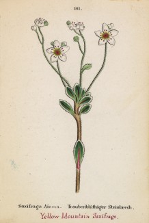 Камнеломка метельчатая (вечно живая) (Saxifraga aizoon (лат.)) (лист 161 известной работы Йозефа Карла Вебера "Растения Альп", изданной в Мюнхене в 1872 году)