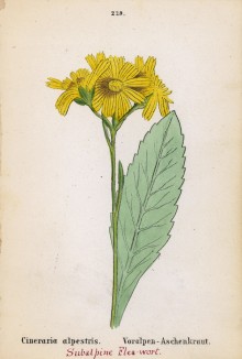 Цинерария приальпийская (Cineraria alpestris (лат.)) (лист 229 известной работы Йозефа Карла Вебера "Растения Альп", изданной в Мюнхене в 1872 году)