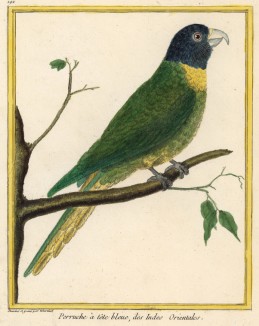 Попугай с Вест-Индских островов (из Table des Planches Enluminées d'Histoire Naturelle de M. D'Aubenton (фр.). Утрехт. 1783 год (лист 192))