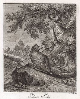 Лисицы. Гравюра Иоганна Элиаса Ридингера из Entwurff Einiger Thiere ..., Аугсбург, 1740. 