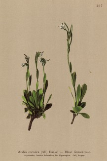 Арабис голубой (Arabis caerulea (лат.)) (из Atlas der Alpenflora. Дрезден. 1897 год. Том II. Лист 167)