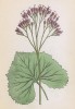 Аденостилес белоцветковый (Adenostyles albifrons (лат.)) (лист 196 известной работы Йозефа Карла Вебера "Растения Альп", изданной в Мюнхене в 1872 году)
